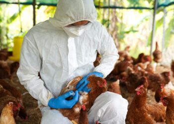 Συναγερμός στη Θεσσαλονίκη: Επιβεβαιώθηκε κρούσμα του ιού της γρίπης των πτηνών στη λίμνη Κερκίνη