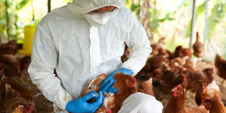 Συναγερμός στη Θεσσαλονίκη: Επιβεβαιώθηκε κρούσμα του ιού της γρίπης των πτηνών στη λίμνη Κερκίνη