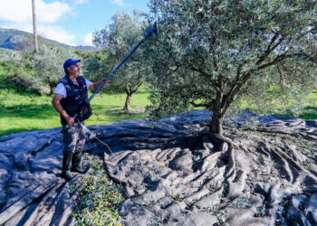 Στάση αναμονής τηρούν οι κλάδοι της επιτραπέζιας ελιάς και του τυποποιημένου ελαιόλαδου