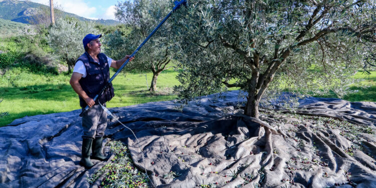 Στάση αναμονής τηρούν οι κλάδοι της επιτραπέζιας ελιάς και του τυποποιημένου ελαιόλαδου