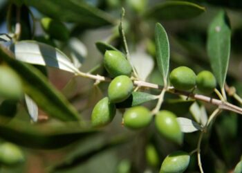 Μεγάλη Παρασκευή: Γιατί νηστεύουμε το λάδι