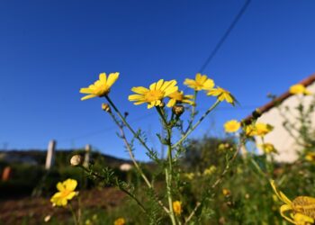 Με τι καιρό θα ψήσουμε τον οβελία