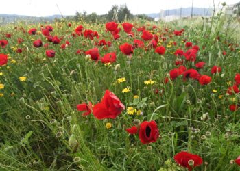 Πρωτομαγιά: Καιρός με 2 πρόσωπα – Από τον ήλιο στις καταιγίδες