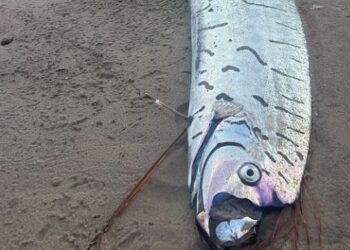 Αυστραλία: Tο ψάρι «Προάγγελος της καταστροφής» βγήκε ξανά στη στεριά