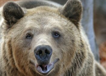 Γρεβενά: Αρκούδα κάνει βόλτες στο κέντρο της πόλης