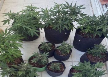 Εντοπίστηκε χασισοφυτεία με 2.000 δέντρα στη Λάρισα – Συνελήφθησαν δύο Αλβανοί