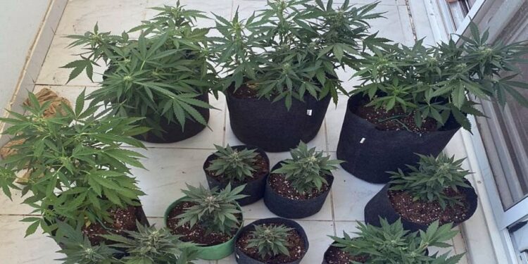Εντοπίστηκε χασισοφυτεία με 2.000 δέντρα στη Λάρισα – Συνελήφθησαν δύο Αλβανοί