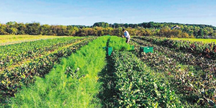 Ξεκινούν εντατικοί έλεγχοι στη βιολογική παραγωγή – Αποσύρθηκαν αιτήσεις