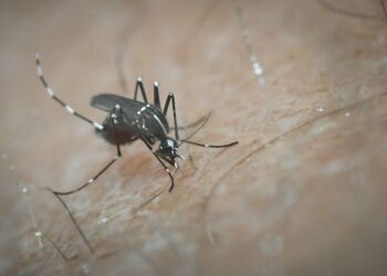 Τι είναι η νόσος τσικουνγκούνια: Προειδοποίηση ΠΟΥ για ιό που μεταφέρθηκε στην Ευρώπη από κουνούπια- Η κατάσταση στην Ελλάδα