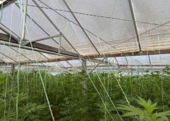 Εντοπίστηκε φυτεία με 640 δενδρύλλια κάνναβης!