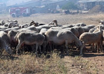 ΥΠΑΑΤ: Δέσμη 7 άμεσων μέτρων για την αντιμετώπιση της ευλογιάς των αιγοπροβάτων