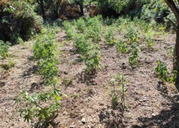 Σπάρτη: Εντοπίστηκε φυτεία κάνναβης με περισσότερα από 2.250 δενδρύλλια – Συνελήφθησαν τέσσερα άτομα