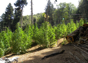 Ρέθυμνο: Συνελήφθη 47χρονος για καλλιέργεια δενδρυλλίων κάνναβης και κατοχή όπλων