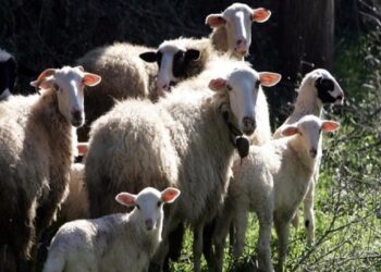 ΟΠΕΚΕΠΕ: Ποιοί μοιράστηκαν τα λεφτά- Ποιός πήρε το μεγάλο πακέτο