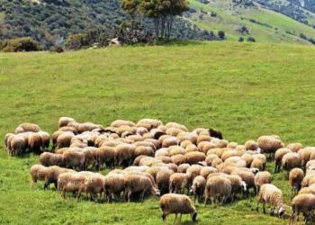 Ευλογιά αιγοπροβάτων – Έκτακτη ανακοίνωση του Υπουργείου