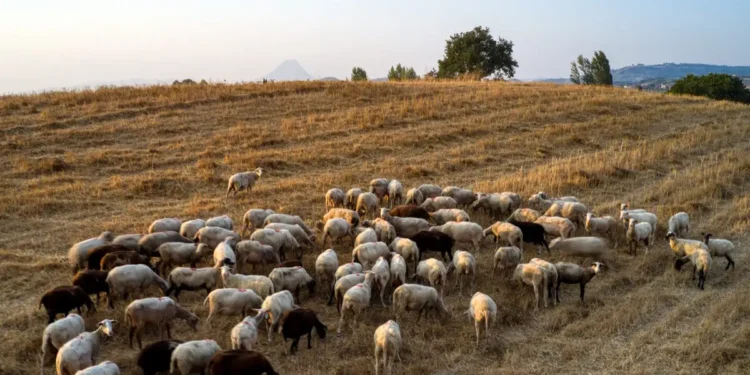 Κτηνοτρόφοι σε αναμμένα κάρβουνα – Το φάντασμα του lockdown επιστρέφει από… τα μαντριά