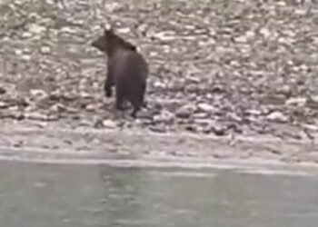 Κοζάνη: Αρκούδα κολυμπάει στη λίμνη Πολυφύτου – Δείτε βίντεο