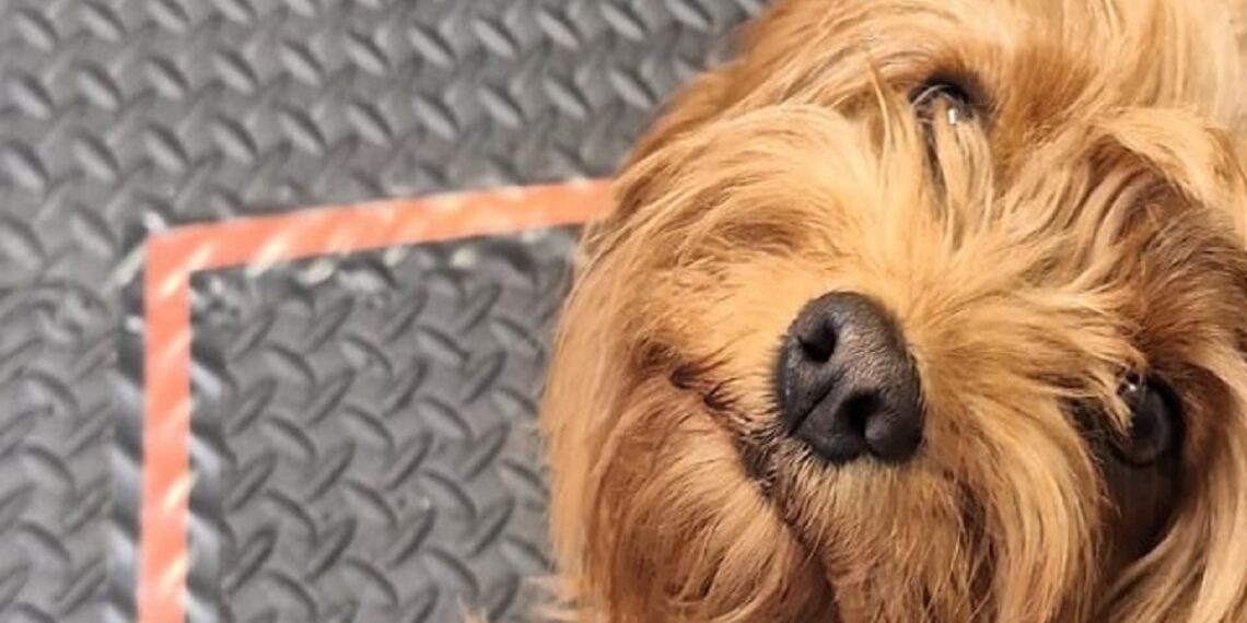Θεσμοθετείται το “pet friendly” σήμα για τα τουριστικά καταλύματα