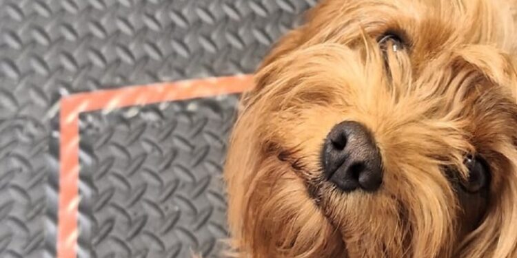 Θεσμοθετείται το “pet friendly” σήμα για τα τουριστικά καταλύματα