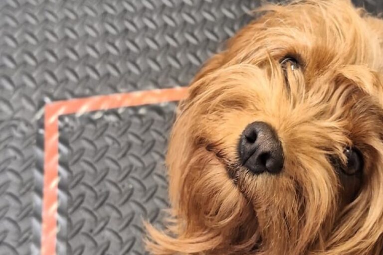 Θεσμοθετείται το “pet friendly” σήμα για τα τουριστικά καταλύματα